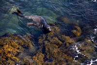 Big Sur California Photos by Naheed Choudhry