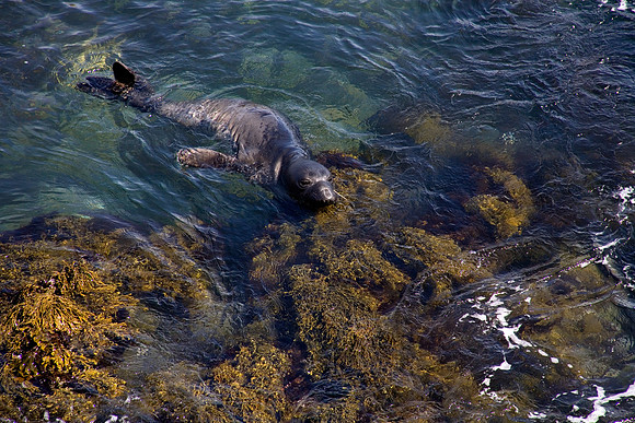 Big Sur California Photos by Naheed Choudhry