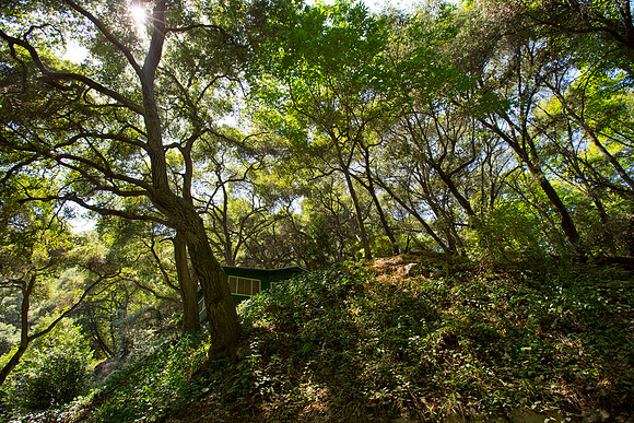 Angeles National Forest
