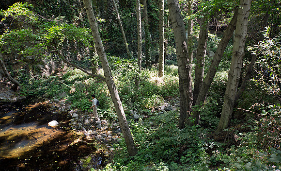 Angeles National Forest