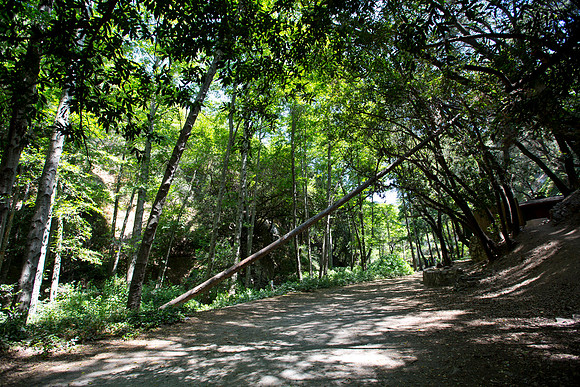 Angeles National Forest